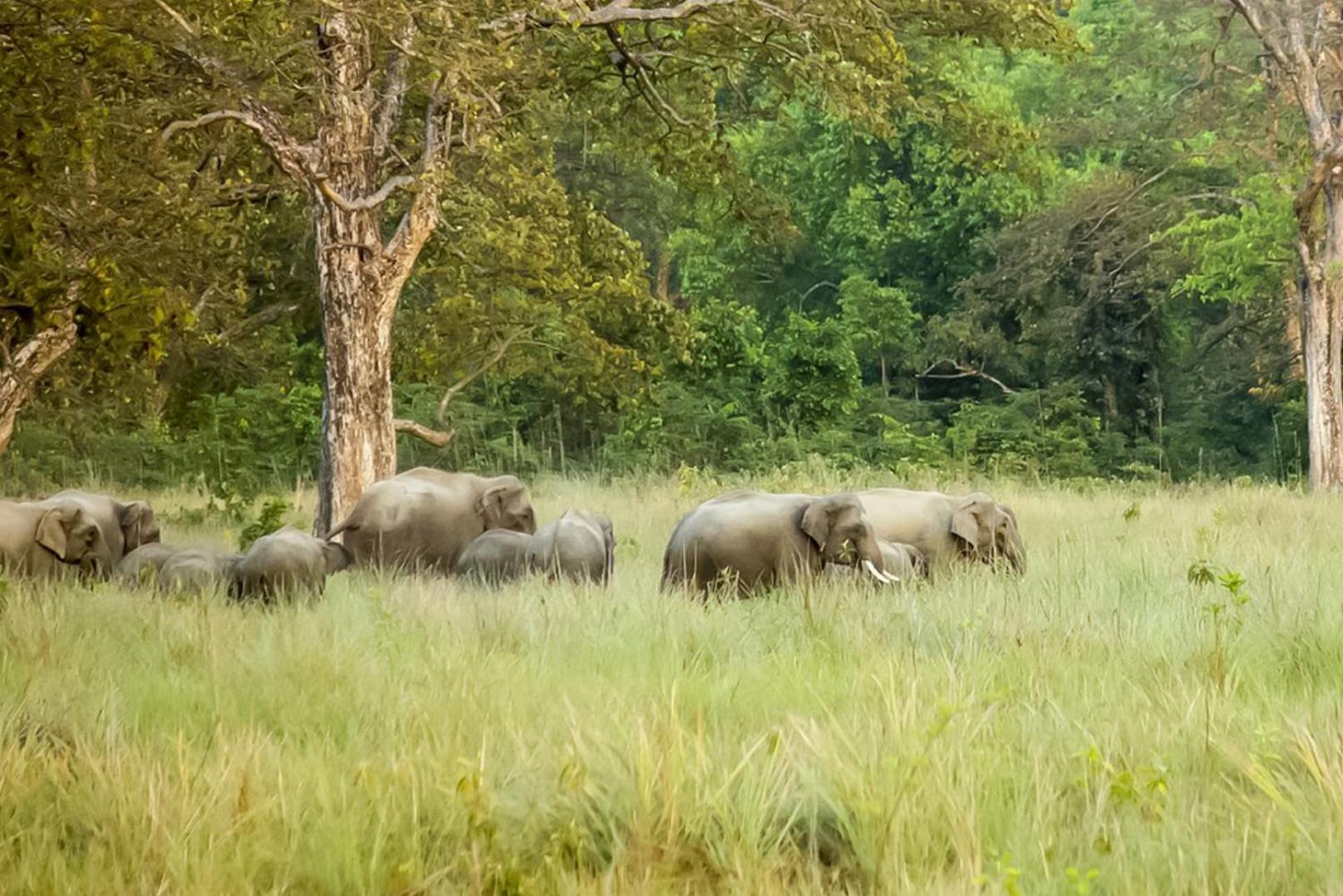 Forest Hideaway Resort Pvt Ltd Bardiya 外观 照片
